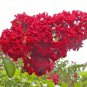 35 Seeds RED CREPE MYRTLE Crape Tree Shrub Lagerstroemia Indica Flower (Seeds)