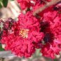 35 Seeds RED CREPE MYRTLE Crape Tree Shrub Lagerstroemia Indica Flower (Seeds)