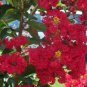 35 Seeds RED CREPE MYRTLE Crape Tree Shrub Lagerstroemia Indica Flower (Seeds)