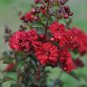 35 Seeds RED CREPE MYRTLE Crape Tree Shrub Lagerstroemia Indica Flower (Seeds)