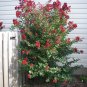 35 Seeds RED CREPE MYRTLE Crape Tree Shrub Lagerstroemia Indica Flower (Seeds)