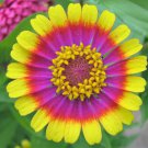 50 Seeds CAROUSEL MIX ZINNIA Elegans Carrousel Whirligig Mixed Colors Flower (Seeds) 50 Seeds CAROUSEL MIX ZINNIA Elegans Carrousel Whirligig Mixed Colors Flower (Seeds)
