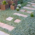 1000 Seeds DICHONDRA Repens aka Lawn Leaf Flower Evergreen Ground Cover (Seeds)