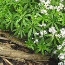20 Seeds SWEET WOODRUFF ASPERULA Galium Odoratum Shade White Flower (Seeds) 20 Seeds SWEET WOODRUFF ASPERULA Galium Odoratum Shade White Flower (Seeds)