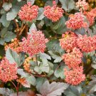 50 Seeds PACIFIC NINEBARK Physocarpus Capitatus Western Native Flower Shrub (Seeds)