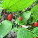 10 Seeds WATERMELON BERRY Streptopus Amplexifolius Native Red Fruit Shade Flower (Seeds)