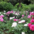 10 Seeds TREE PEONY Mountain Paeonia Suffruticosa Arborea Color Mix Flower Shrub (Seeds)