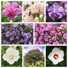 50 Seeds Mixed Colors ROSE Of SHARON HIBISCUS Syriacus Flower Tree Bush (Seeds)