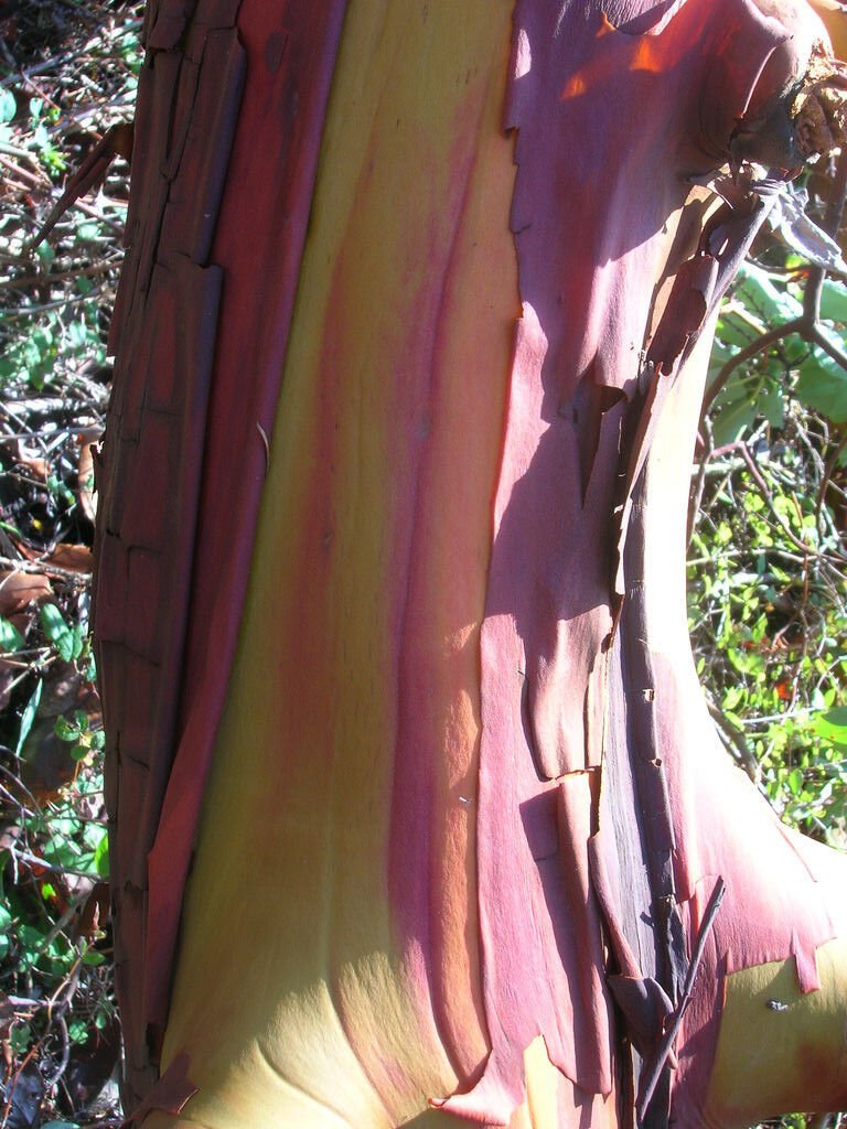 10 Seeds PACIFIC MADRONE TREE Bearberry Red Arbutus Menziesii Oregon Laurel (Seeds)