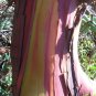 10 Seeds PACIFIC MADRONE TREE Bearberry Red Arbutus Menziesii Oregon Laurel (Seeds)