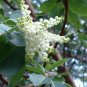 10 Seeds PACIFIC MADRONE TREE Bearberry Red Arbutus Menziesii Oregon Laurel (Seeds)