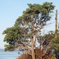 10 Seeds PACIFIC MADRONE TREE Bearberry Red Arbutus Menziesii Oregon Laurel (Seeds)