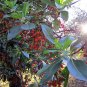 10 Seeds PACIFIC MADRONE TREE Bearberry Red Arbutus Menziesii Oregon Laurel (Seeds)