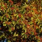 10 Seeds PACIFIC MADRONE TREE Bearberry Red Arbutus Menziesii Oregon Laurel (Seeds)
