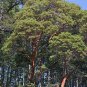 10 Seeds PACIFIC MADRONE TREE Bearberry Red Arbutus Menziesii Oregon Laurel (Seeds)