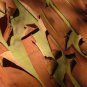 10 Seeds PACIFIC MADRONE TREE Bearberry Red Arbutus Menziesii Oregon Laurel (Seeds)