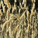 150 Seeds SWEET VERNAL GRASS Sweet Grass Vanilla Grass Anthoxanthum Odoratum (Seeds) 150 Seeds SWEET VERNAL GRASS Sweet Grass Vanilla Grass Anthoxanthum Odoratum (Seeds)