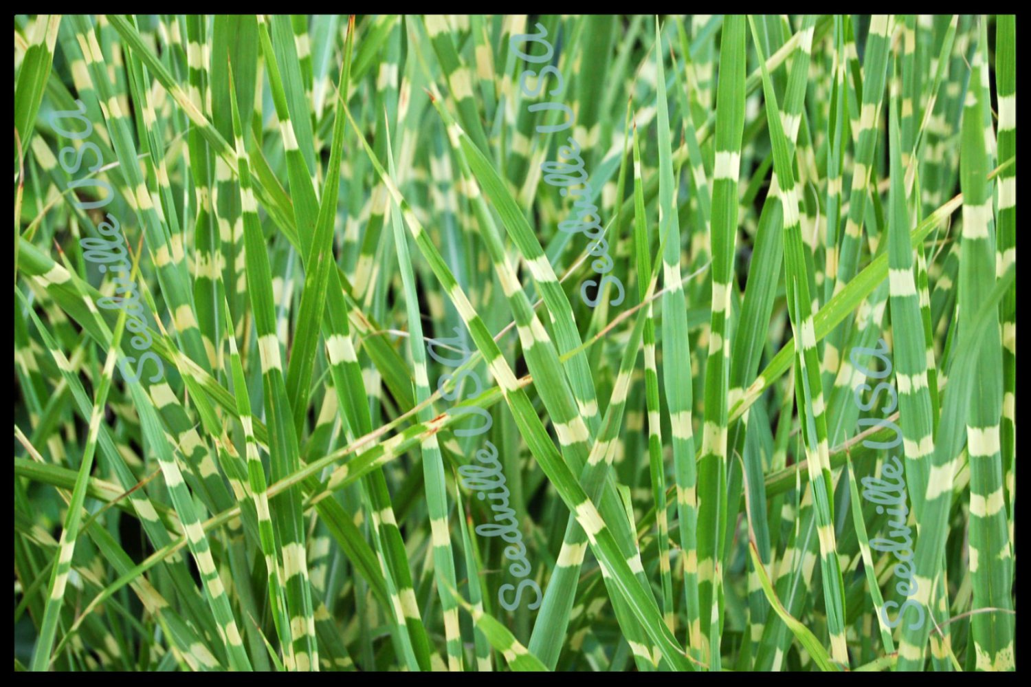 10 Seeds ZEBRA GRASS Variegated Maiden Grass Miscanthus Sinensis Zebrinus (Seeds)