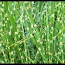 10 Seeds ZEBRA GRASS Variegated Maiden Grass Miscanthus Sinensis Zebrinus (Seeds)