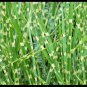 10 Seeds ZEBRA GRASS Variegated Maiden Grass Miscanthus Sinensis Zebrinus (Seeds)