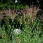 10 Seeds ZEBRA GRASS Variegated Maiden Grass Miscanthus Sinensis Zebrinus (Seeds)