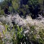 10 Seeds ZEBRA GRASS Variegated Maiden Grass Miscanthus Sinensis Zebrinus (Seeds)