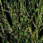 10 Seeds ZEBRA GRASS Variegated Maiden Grass Miscanthus Sinensis Zebrinus (Seeds)