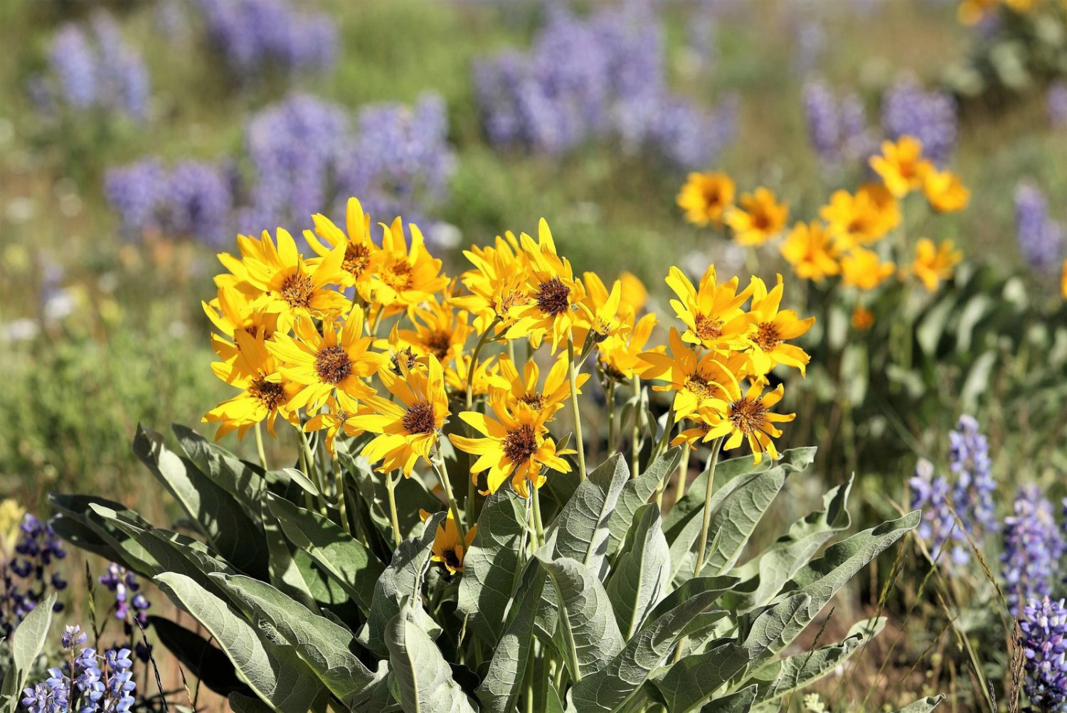 50 Seeds ARROWLEAF BALSAMROOT Oregon Sunflower Balsamorhiza Sagittata Flower (Seeds)