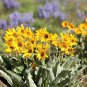 50 Seeds ARROWLEAF BALSAMROOT Oregon Sunflower Balsamorhiza Sagittata Flower (Seeds)