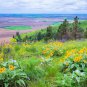 50 Seeds ARROWLEAF BALSAMROOT Oregon Sunflower Balsamorhiza Sagittata Flower (Seeds)