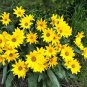 50 Seeds ARROWLEAF BALSAMROOT Oregon Sunflower Balsamorhiza Sagittata Flower (Seeds)