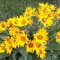 50 Seeds ARROWLEAF BALSAMROOT Oregon Sunflower Balsamorhiza Sagittata Flower (Seeds)