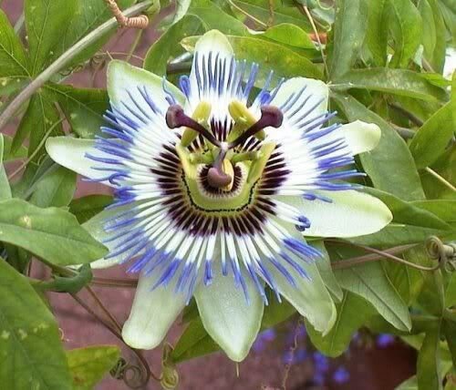 10 Seeds BLUE CROWN PASSION FLOWER VINE Passiflora Caerulea (Seeds)