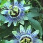 10 Seeds BLUE CROWN PASSION FLOWER VINE Passiflora Caerulea (Seeds)