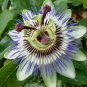 10 Seeds BLUE CROWN PASSION FLOWER VINE Passiflora Caerulea (Seeds)