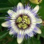 10 Seeds BLUE CROWN PASSION FLOWER VINE Passiflora Caerulea (Seeds)