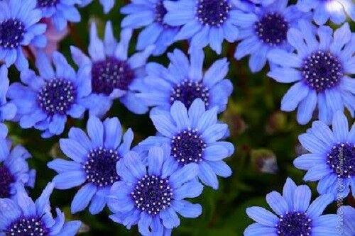 50 Seeds THE BLUES BLUE DAISY FELICIA Heterophylla Kingfisher Flower (Seeds)