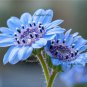 50 Seeds THE BLUES BLUE DAISY FELICIA Heterophylla Kingfisher Flower (Seeds)