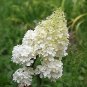 50 Seeds PEE GEE HYDRANGEA Paniculata Peegee Panicle White Pink Flower Shrub (Seeds)