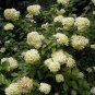 50 Seeds PEE GEE HYDRANGEA Paniculata Peegee Panicle White Pink Flower Shrub (Seeds)