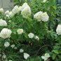 50 Seeds PEE GEE HYDRANGEA Paniculata Peegee Panicle White Pink Flower Shrub (Seeds)