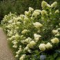 50 Seeds PEE GEE HYDRANGEA Paniculata Peegee Panicle White Pink Flower Shrub (Seeds)