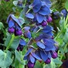 10 Seeds BLUE SHRIMP PLANT / HONEYWORT Cerinthe Major Flower (Seeds)