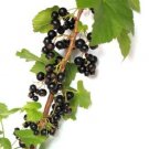 20 Seeds GOLDEN CURRANT SHRUB Black Fruit Yellow Flower Ribes Chrysobotrya Aurea (Seeds)