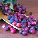 20 Seeds SASKATOON SERVICEBERRY Juneberry Amelanchier Alnifolia Purple Fruit (Seeds)