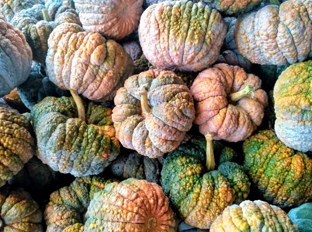 20 Seeds BLACK FUTSU SQUASH Multicolored Heirloom Pumpkin Edible Cucurbita (Seeds)