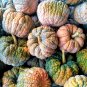 20 Seeds BLACK FUTSU SQUASH Multicolored Heirloom Pumpkin Edible Cucurbita (Seeds)