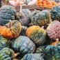 20 Seeds BLACK FUTSU SQUASH Multicolored Heirloom Pumpkin Edible Cucurbita (Seeds)