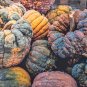 20 Seeds BLACK FUTSU SQUASH Multicolored Heirloom Pumpkin Edible Cucurbita (Seeds)