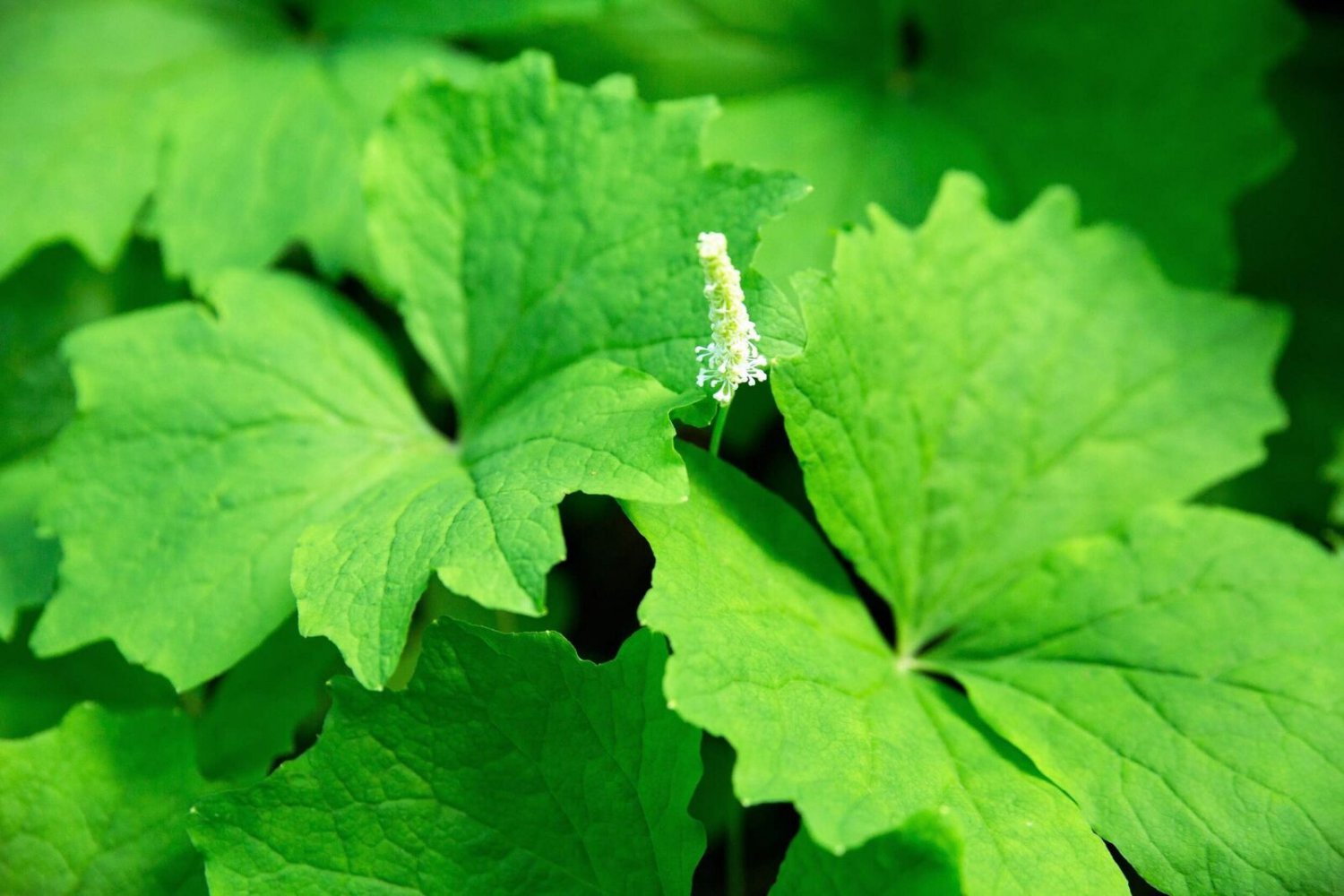 10 Seeds VANILLA LEAF Achlys Triphylla Fragrant Shade Groundcover White Flower (Seeds)